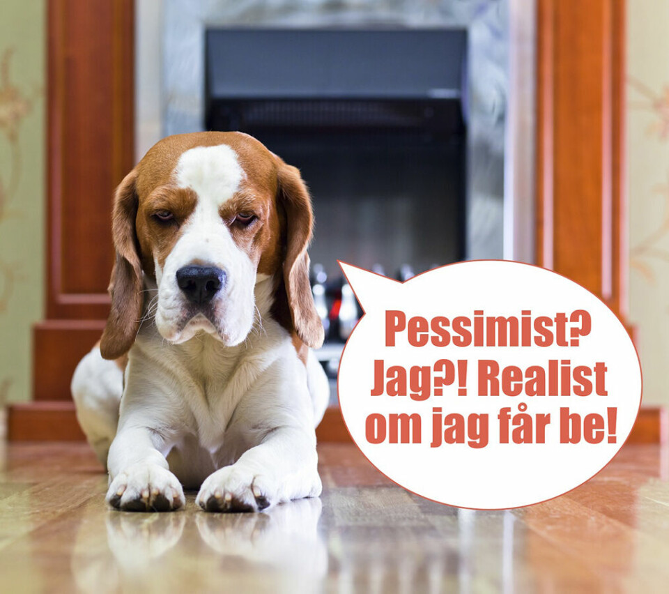 Är din hund en pessimist?