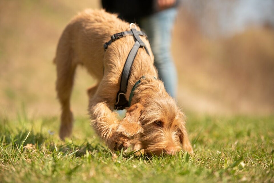 Veterinären: Kan kastrering hjälpa hunden att tagga ned?