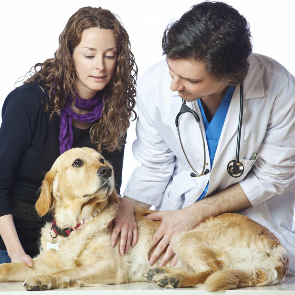Bättre möjligheter att behandla cancer hos hundar