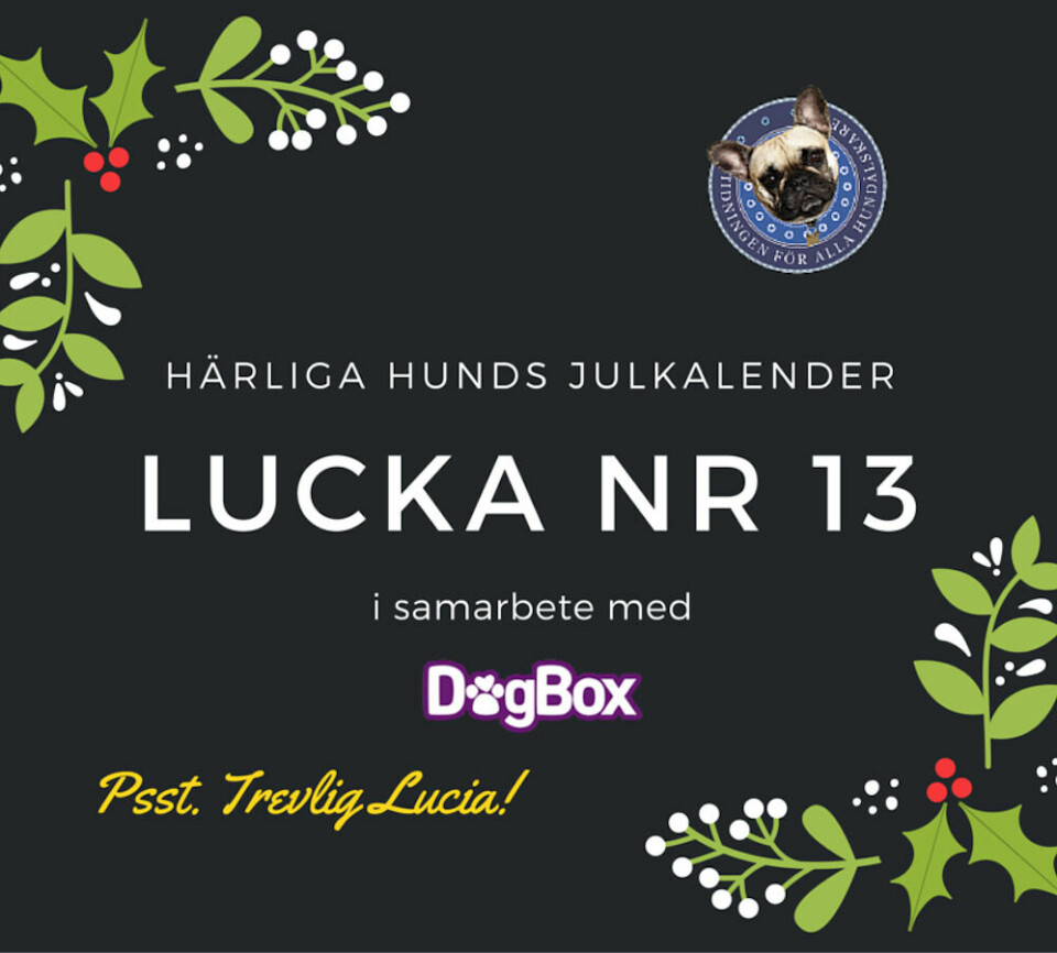 Lucka 13