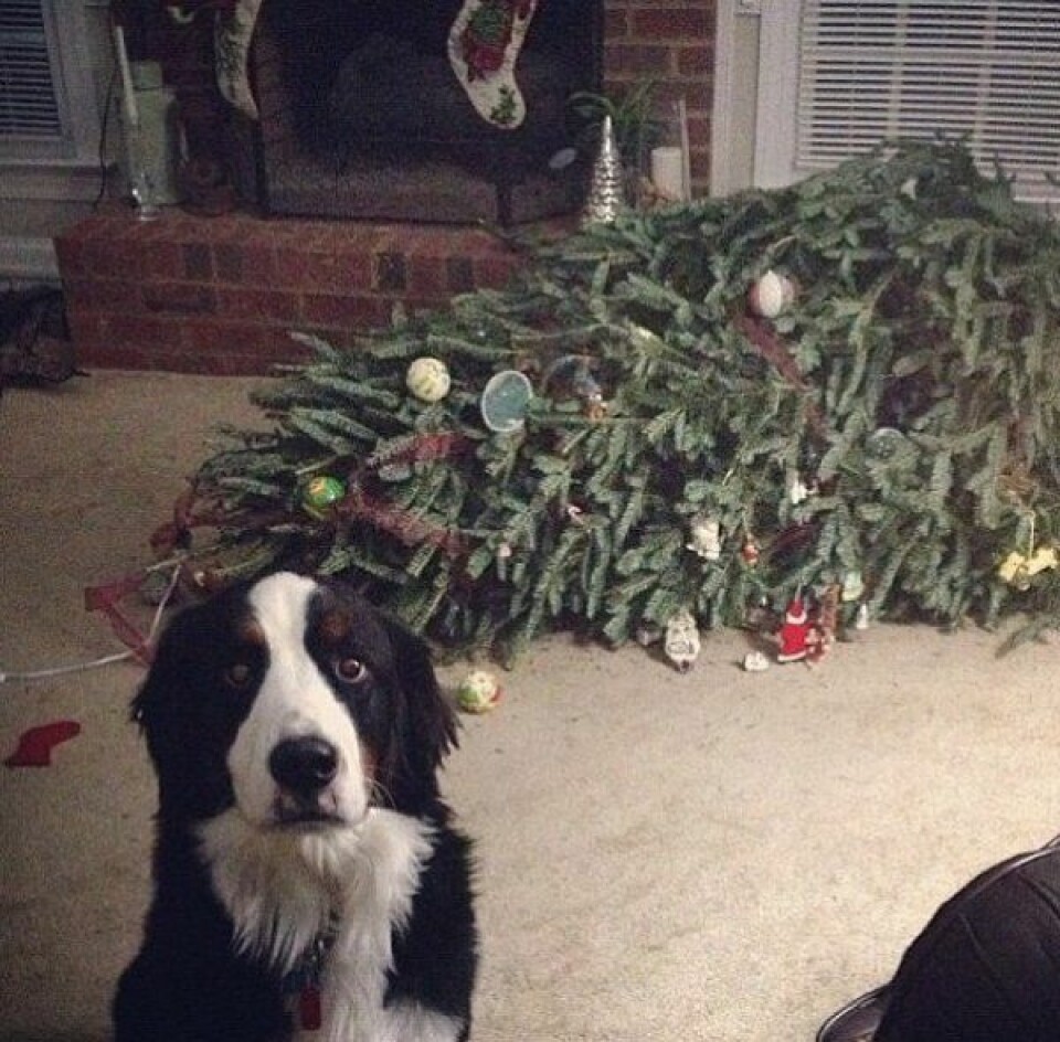 7 hundar som förstörde julen