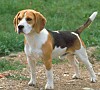 Beagle-SM nästa helg