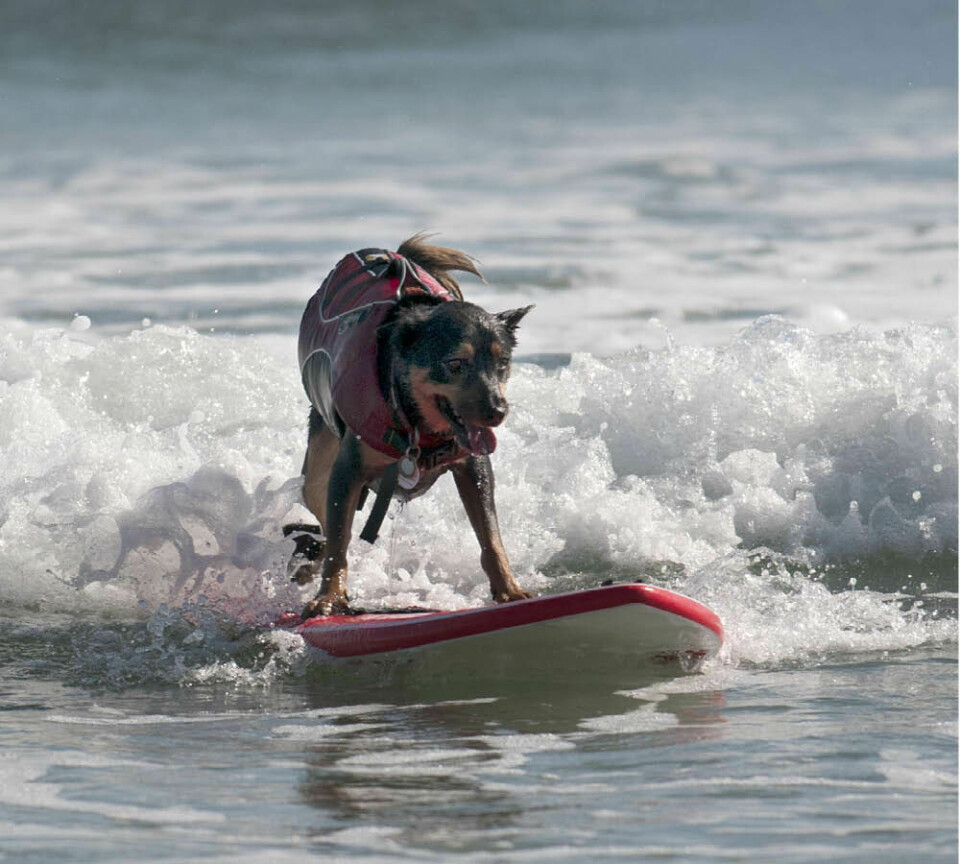 Jedi är en van surfare och har kommit tvåa i hundsurftävlingen Surf City Surf Dog.