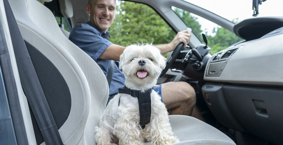 Har du en hund som inte gillar att åka bil?