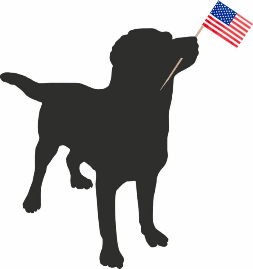svart labradorsilhuett med amerikansk flagga i munnen