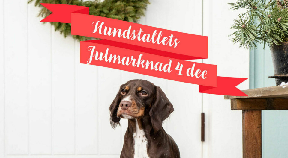 Julmarknad på Hundstallet i Åkeshov
