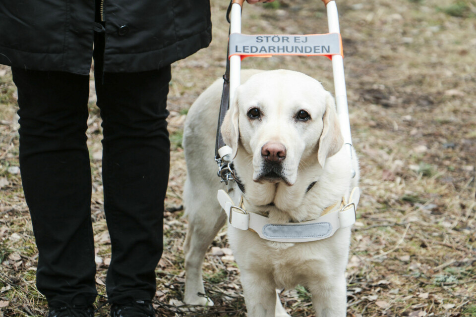 Internationella ledarhundsdagen