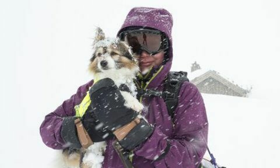 16 hundvänliga skidorter i fjällen