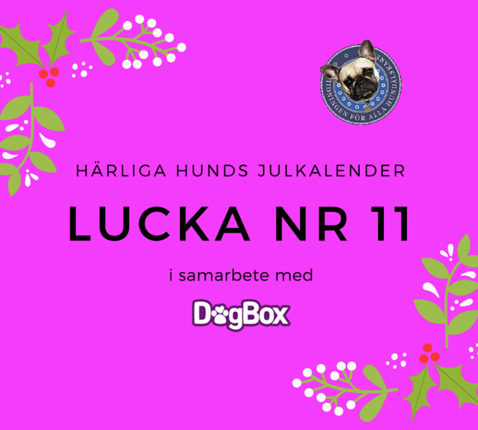 Lucka 11