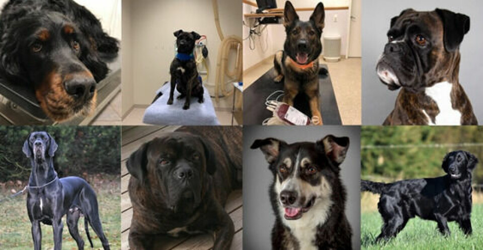 8 nominerade hjältar – Vem blir Årets Blodgivarhund?