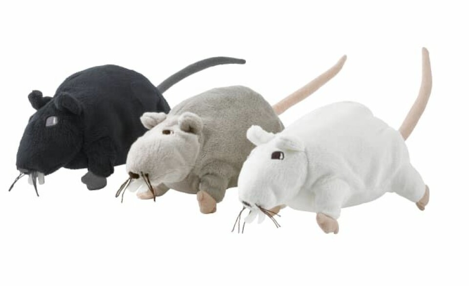Efter voffskriet – råttan kommer tillbaka till Ikea
