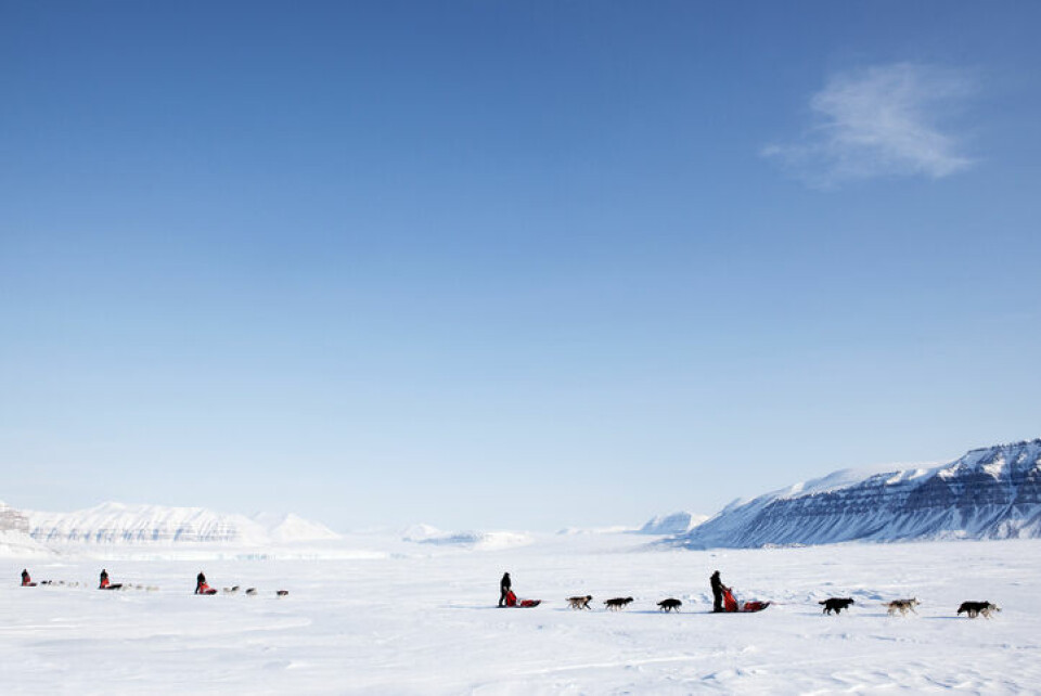 Dopade hundar i Iditarod