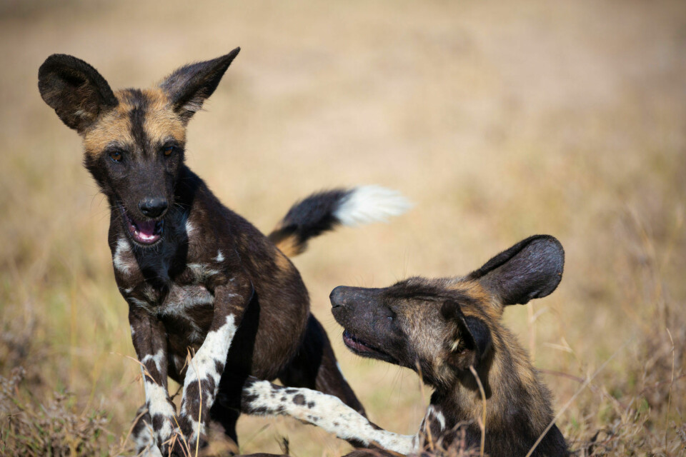 Hjälp vildhunden – tamhundens mest hotade släkting