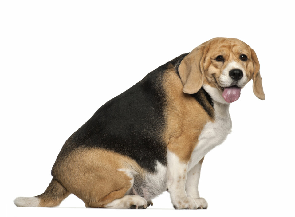 Är din hund för tjock?