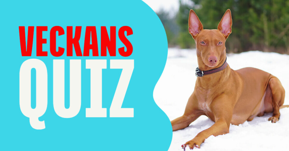Quiz: Kan du hundraserna?