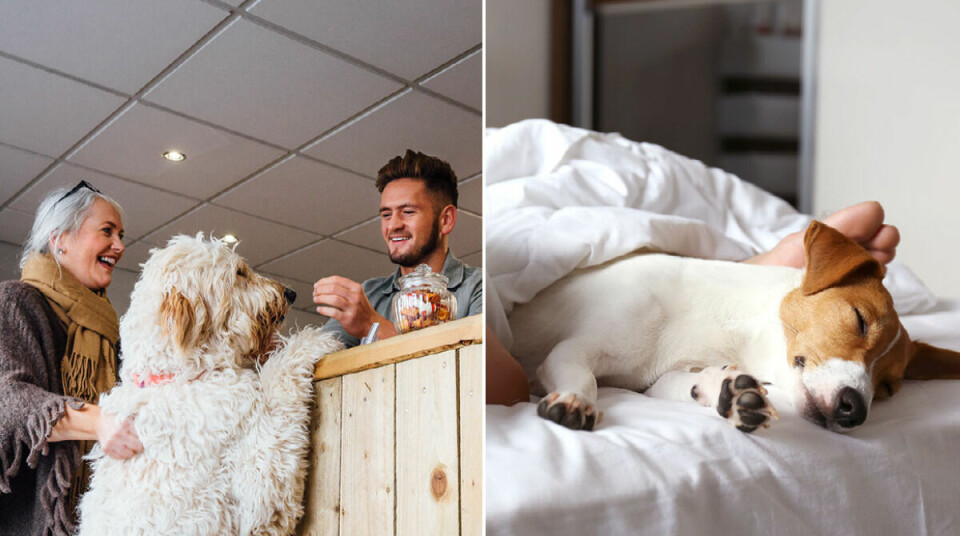 Hund på hotell? – 7 tips för en skön helg med hund