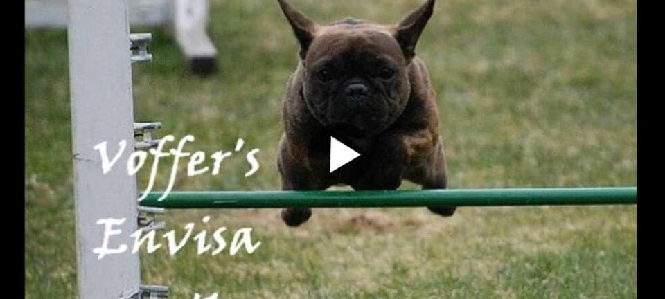 Film: Fransk bulldogg + agility = sant