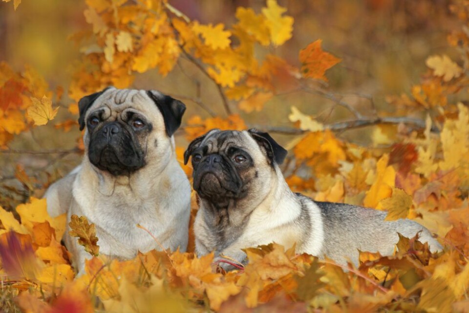 12 anledningar till varför hösten är bästa årstiden när man har hund