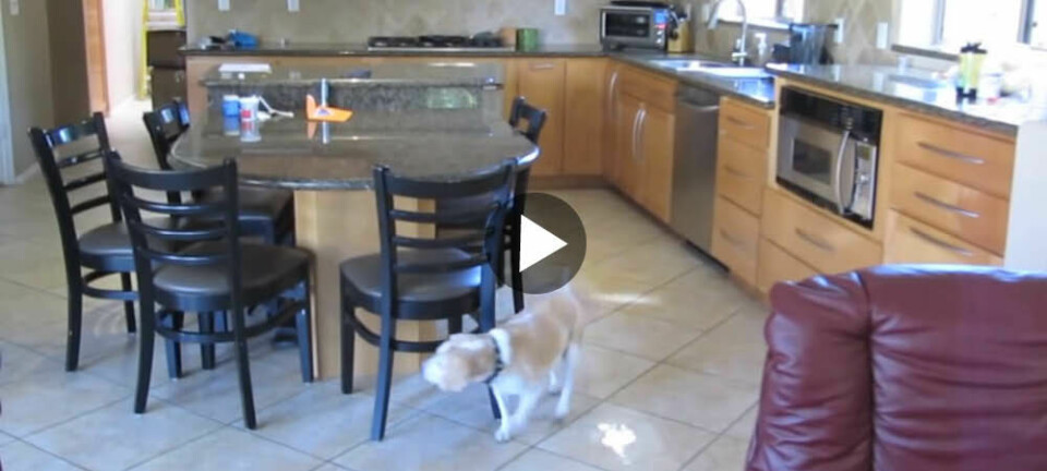 Vad gör en smart beagle som är ensam hemma?