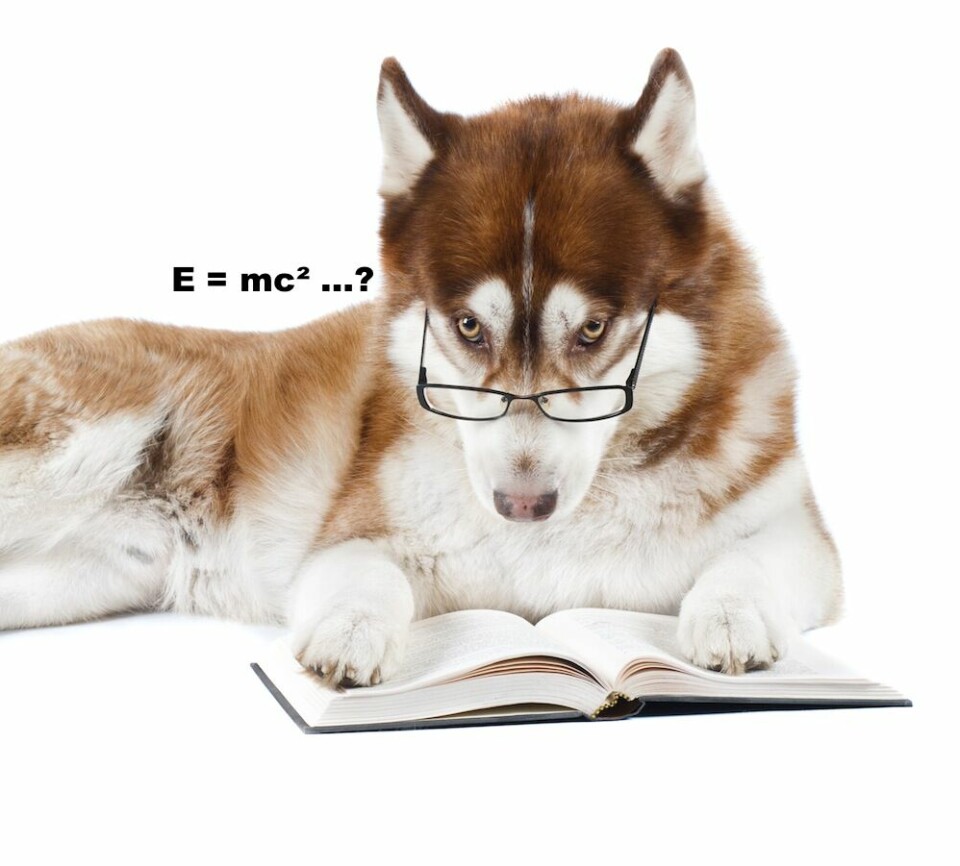 Hur smart är din hund egentligen?