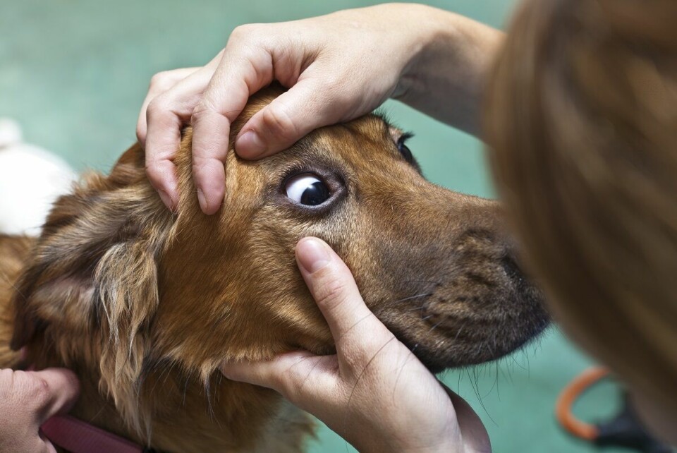 Veterinären – Kan man göra eget syntest på hunden?