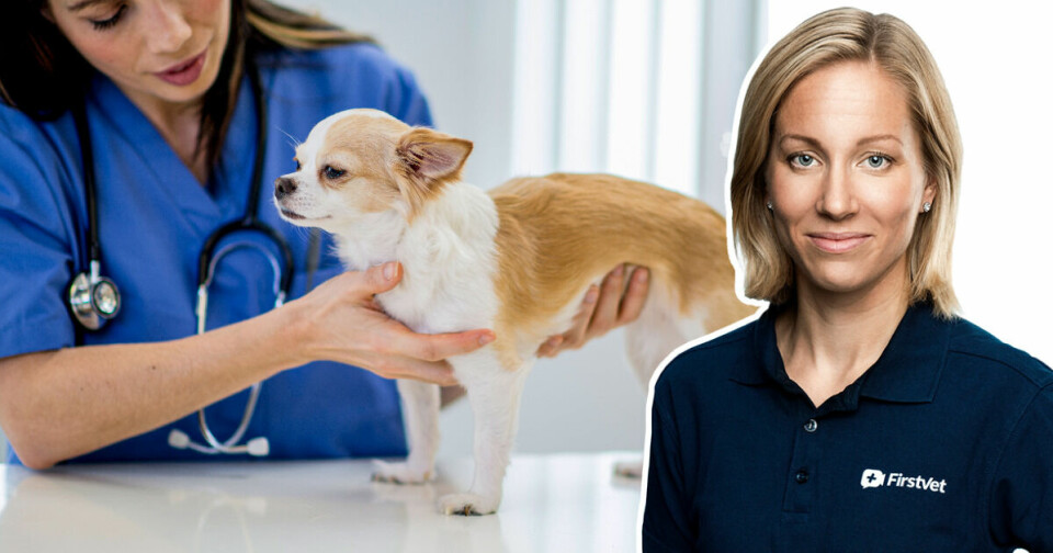 Veterinären: Kan min hund ha fått ringorm?