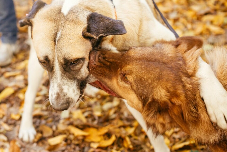 Risken stor för skador vid hundslagsmål