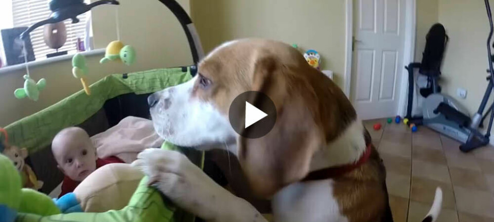 Beaglen Charlie vill att lillasyster ska ha roligt