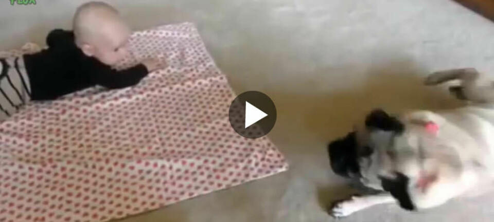 Hundar lär bebisar sina trick