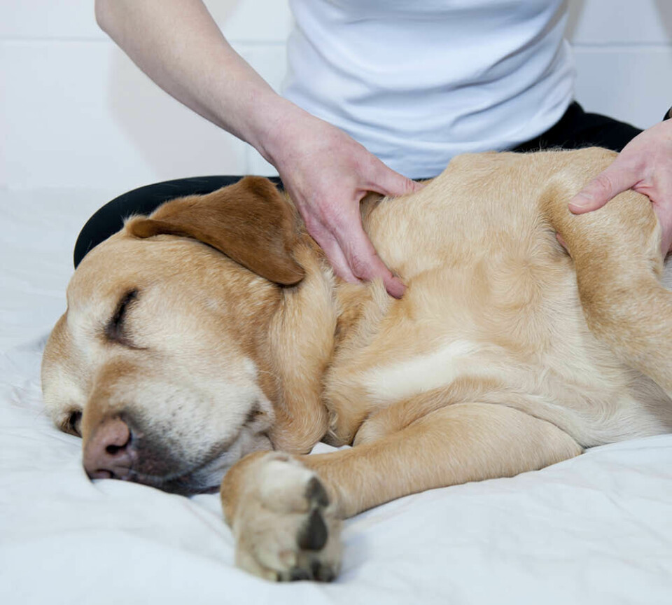 Skäm bort din hund med massage