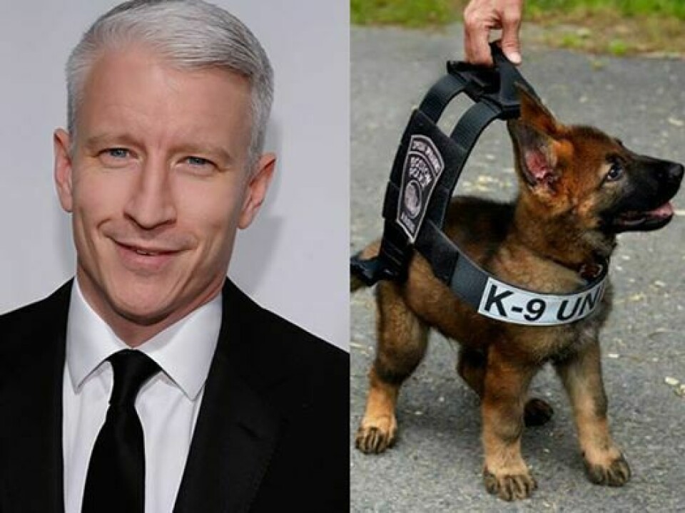 Anderson Cooper & en valp som kanske blir en stor, stark polishund när den blir stor.