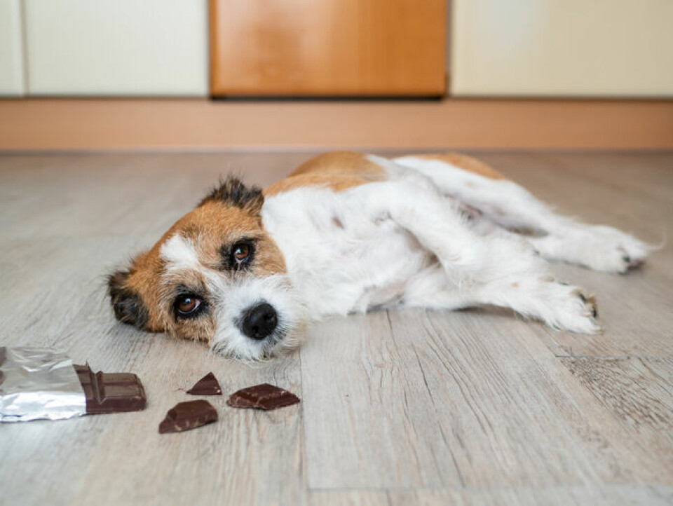 Chokladförgiftning? – Räkna ut vilken mängd som är farlig för din hund