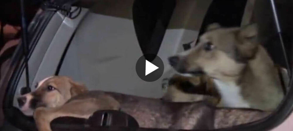 Volontärer smugglar ut hundar från Sotji