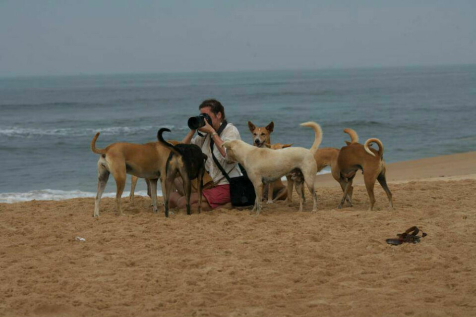 Annika med hundar på en strand i Goa.
