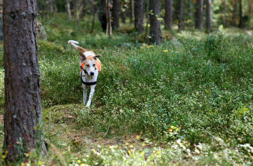 Mira springer fritt i skogen.