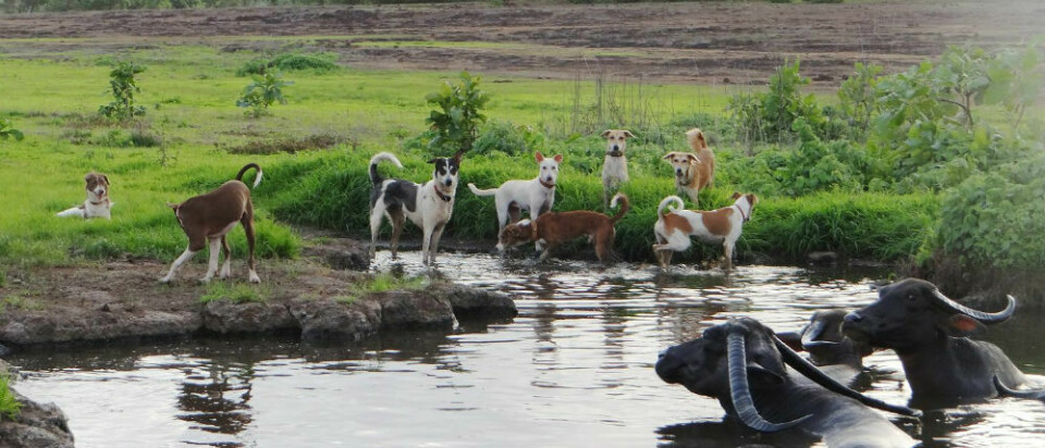 Fina gatuhundar i Goa och badande vattenbufflar.