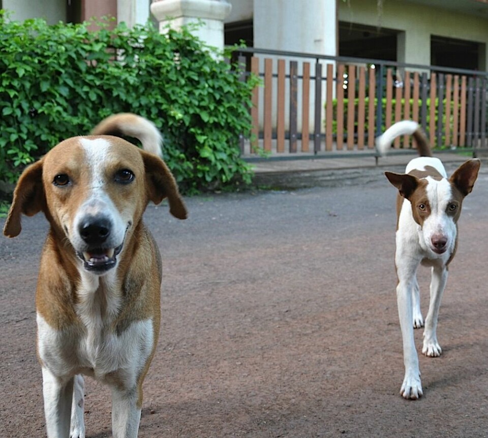 Livet som hund i Goa, Indien