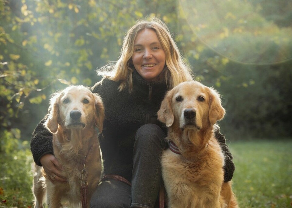 Hemlösas hundar erbjuds stöd till veterinärvård av Hundstallet