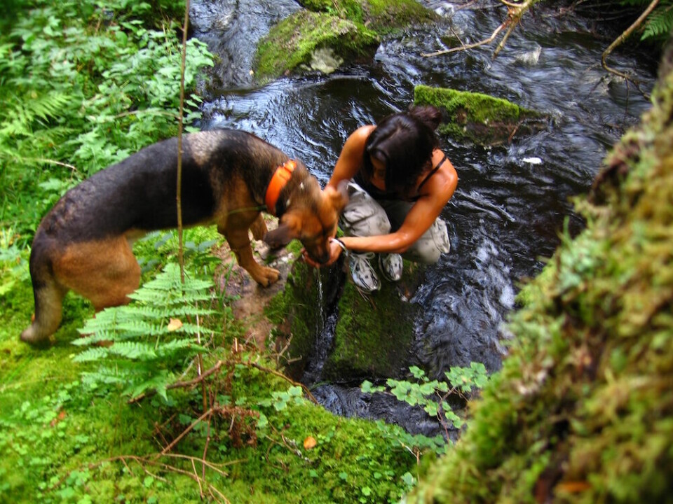 Carro ger Boss en slurk vatten i skogen