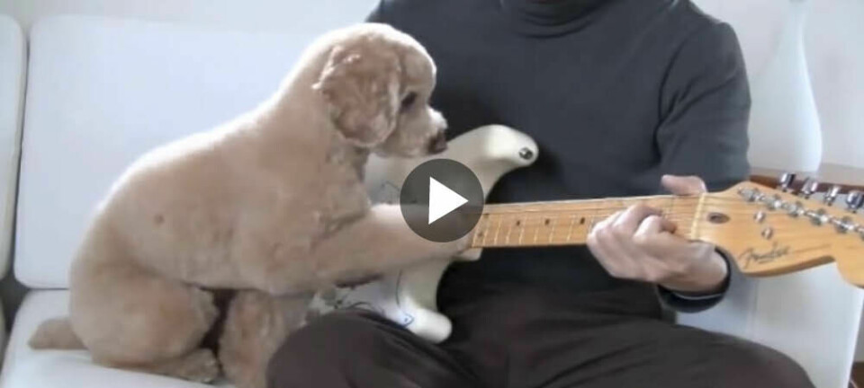Kan din hund matcha Mocha på gitarr?