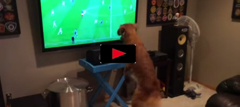 Hunden som älskar fotboll på TV