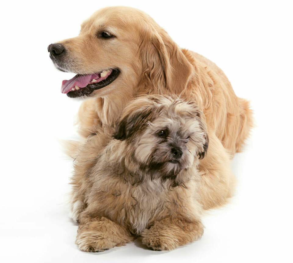 Förebygg och lindra artros hos din hund