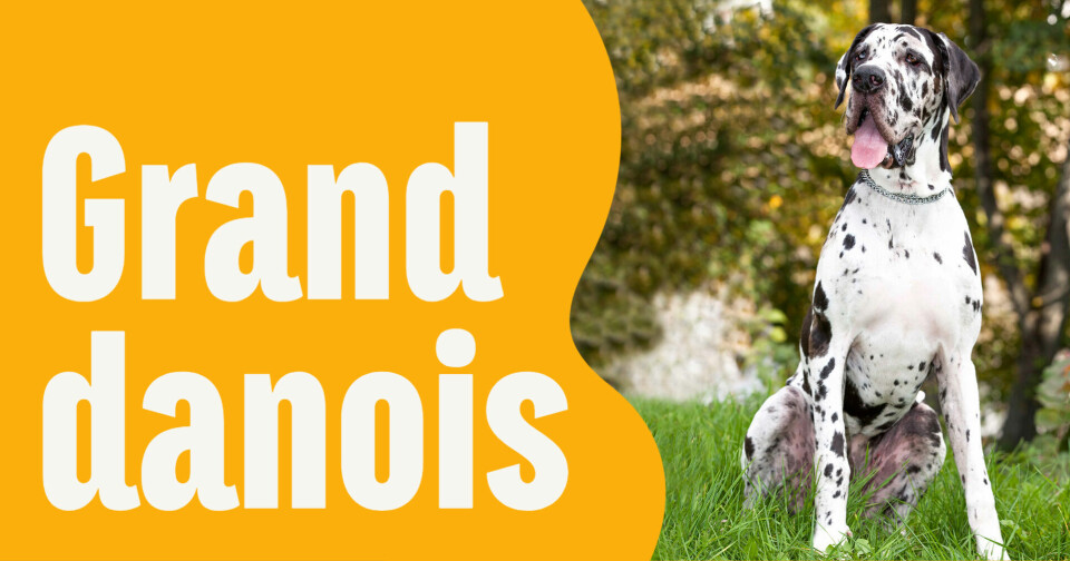 Är en grand danois hunden för dig?