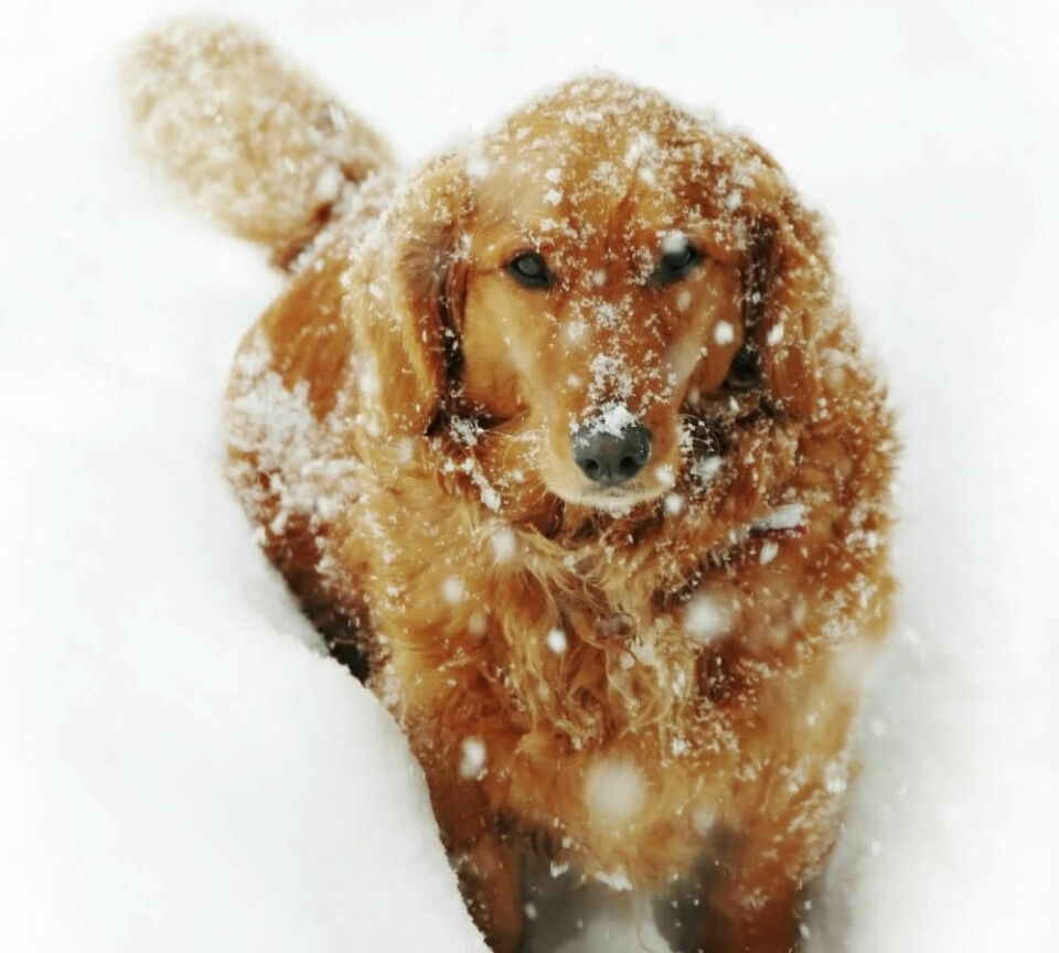 Tre busenkla ­snölekar för din hund