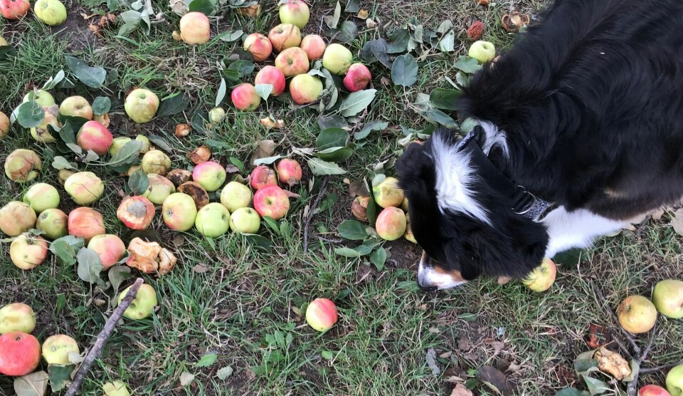 Kan hunden hitta rätt äpple?