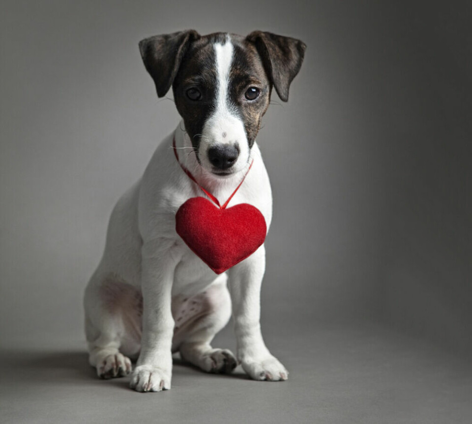 Ha ett hundhjärta på Alla Hjärtans dag