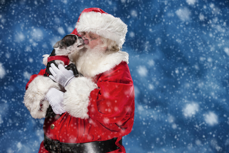 Vilken är din finaste julbild med din hund?