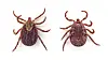 Kan hundar få borrelia eller TBE från fästingar?