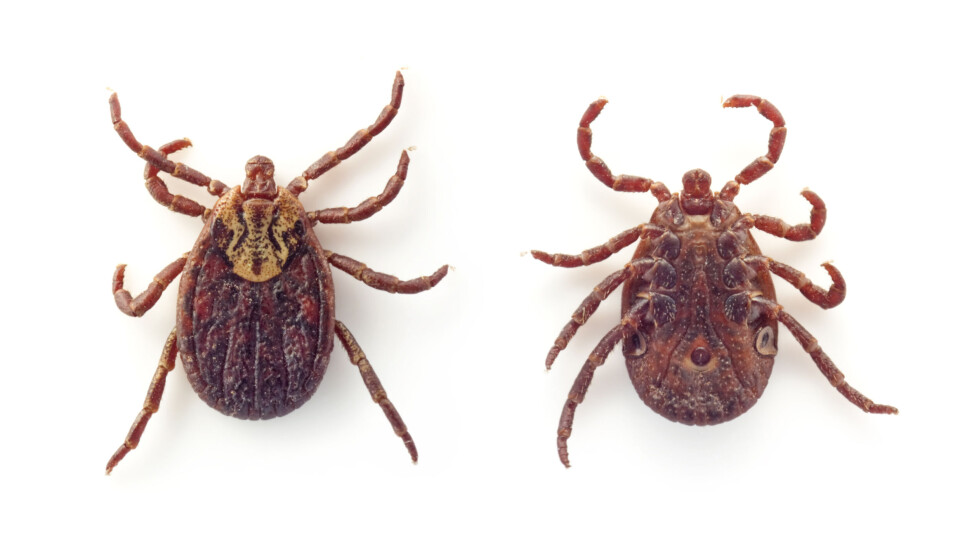 Kan hundar få borrelia eller TBE från fästingar?
