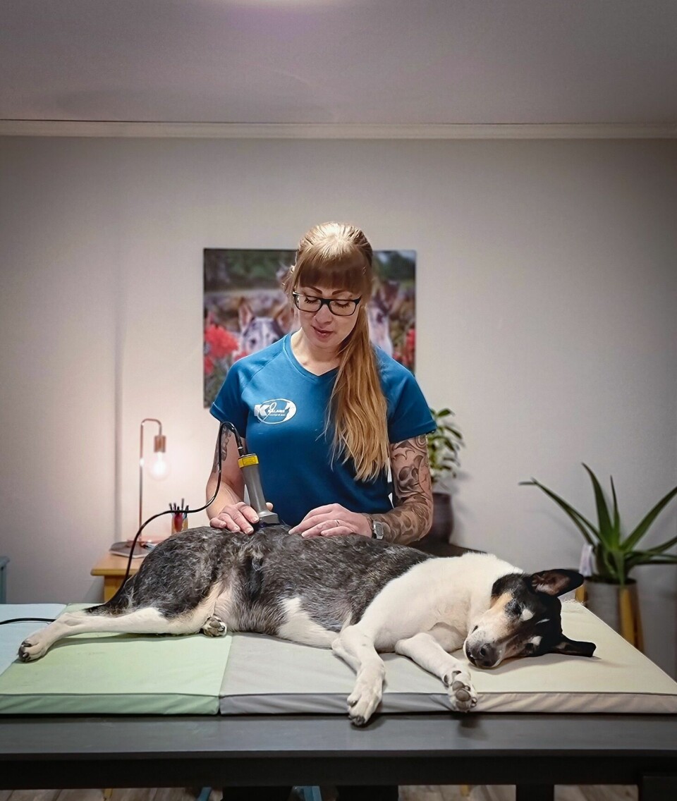 Annie utför individanpassade massage- och laserbehandlingar på hundar och utför även laserbehandlingar på hästar.